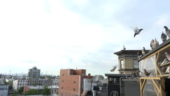On the Roof 