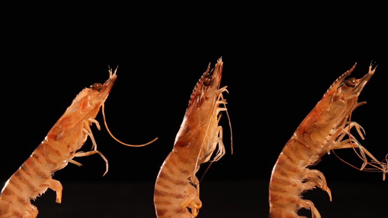 Dance of the Delicacies